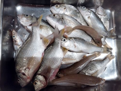 キチヌの釣果