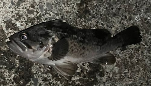 クロソイの釣果