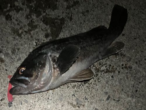 クロソイの釣果