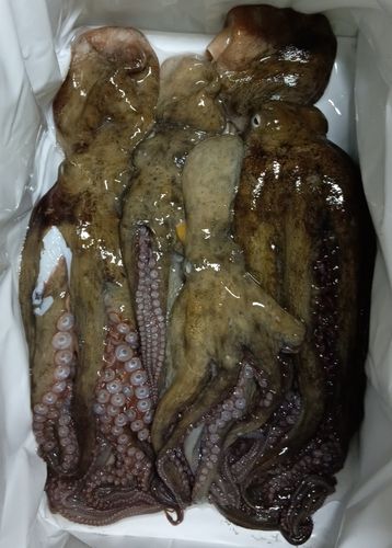 タコの釣果