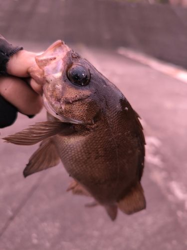メバルの釣果