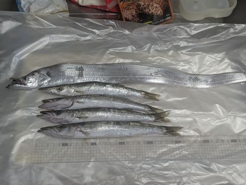 タチウオの釣果