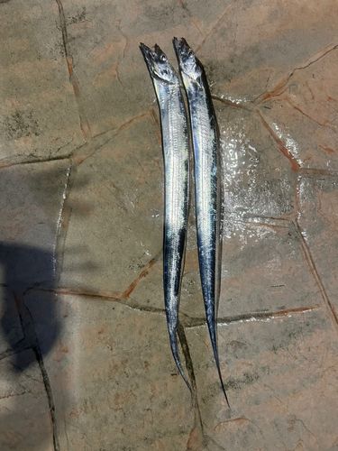 タチウオの釣果