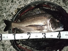チヌの釣果