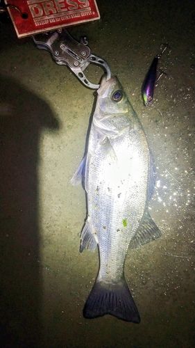 フッコ（ヒラスズキ）の釣果