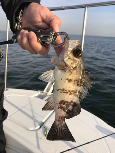 メバルの釣果