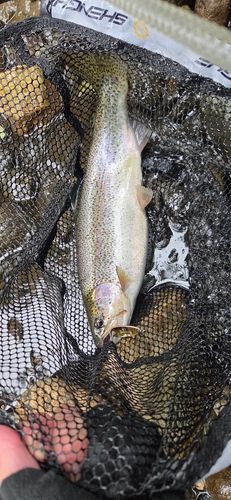 ニジマスの釣果