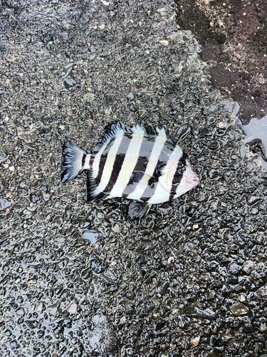 イシダイの釣果