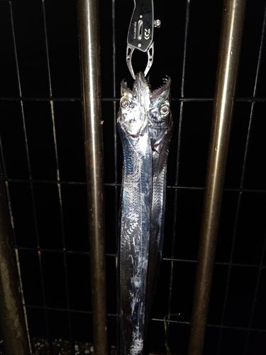 タチウオの釣果