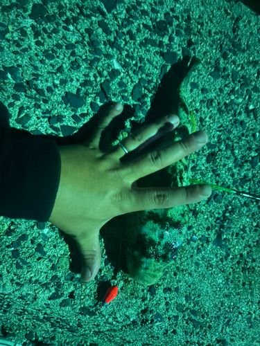 フグの釣果