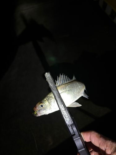 セイゴ（マルスズキ）の釣果