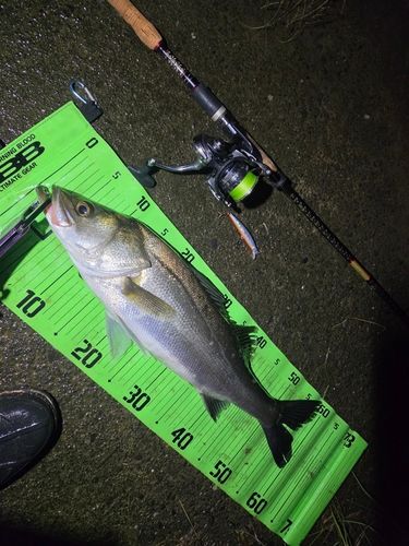 シーバスの釣果