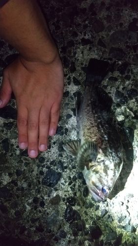 クロソイの釣果