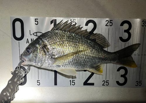 キビレの釣果