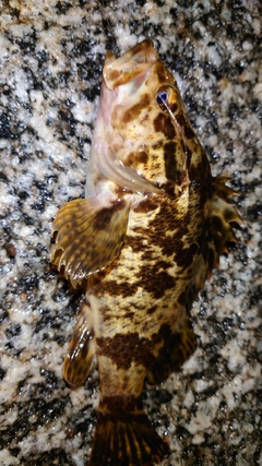 タケノコメバルの釣果