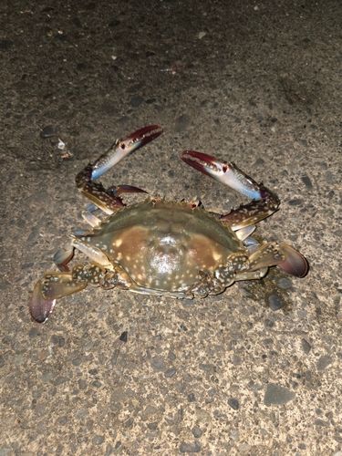 ワタリガニの釣果