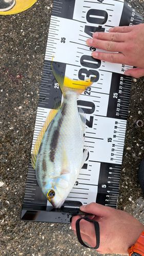ヒトスジタマガシラの釣果