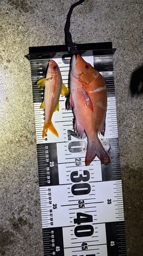 ヒメフエダイの釣果