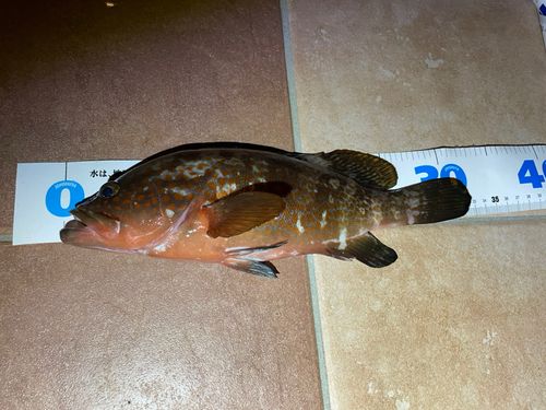 キジハタの釣果
