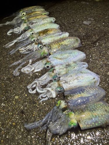 アオリイカの釣果