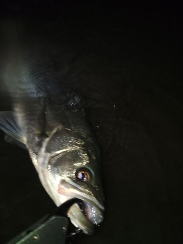 セイゴ（マルスズキ）の釣果