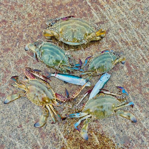 ワタリガニの釣果