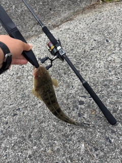 マゴチの釣果