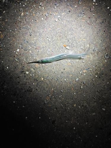 サヨリの釣果