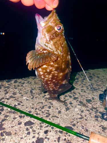 カサゴの釣果