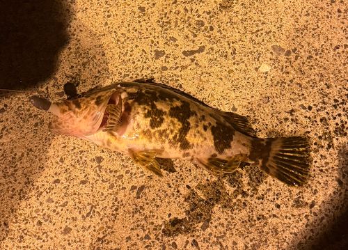タケノコメバルの釣果