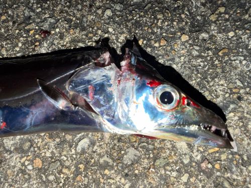 タチウオの釣果