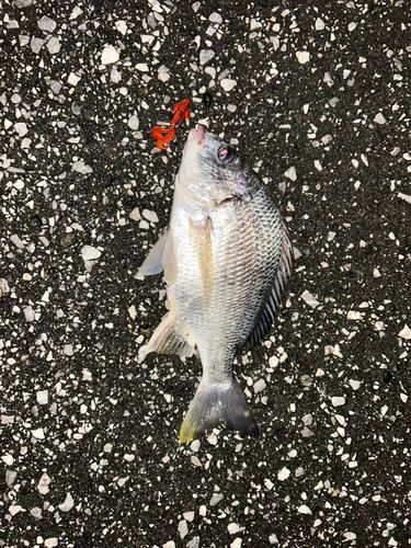 キビレの釣果