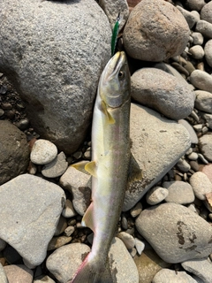 ヤマメの釣果