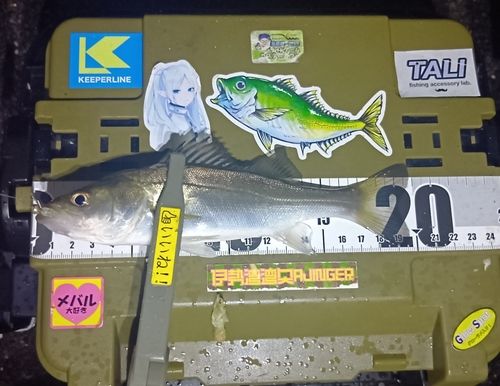 シーバスの釣果