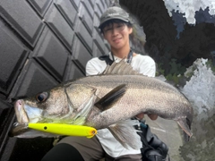 シーバスの釣果