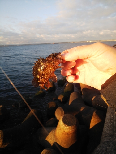 タケノコメバルの釣果