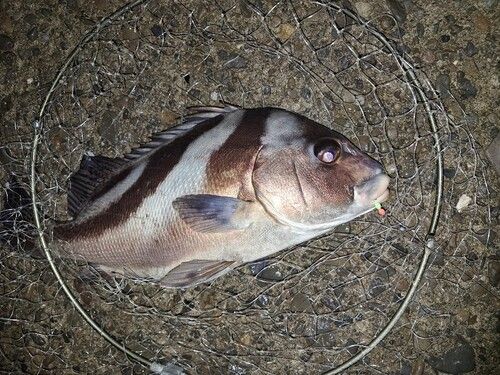 コショウダイの釣果