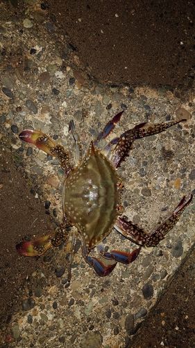 ワタリガニの釣果