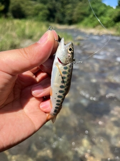 ヤマメの釣果