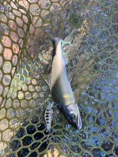 アユの釣果