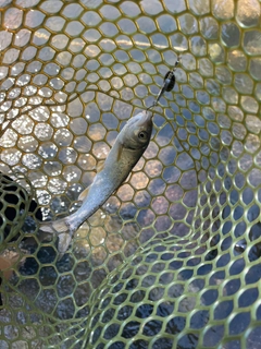 ウグイの釣果