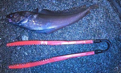 ドンコの釣果