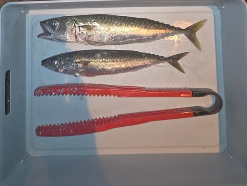 マサバの釣果