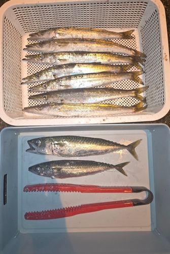 カマスの釣果