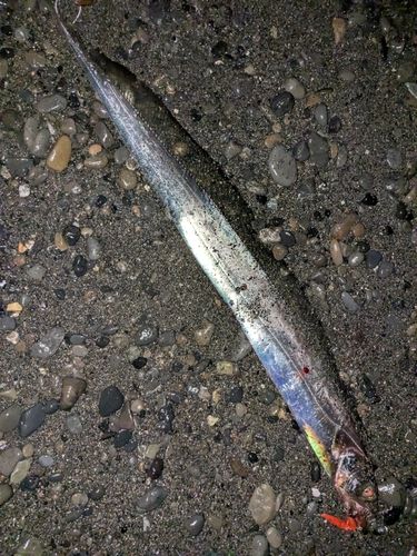 タチウオの釣果