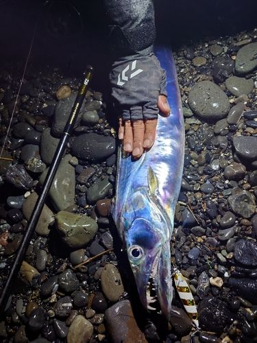 タチウオの釣果