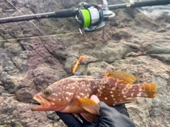 キジハタの釣果