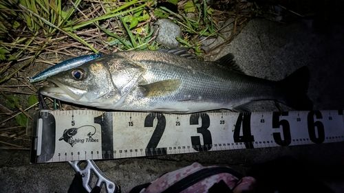 シーバスの釣果