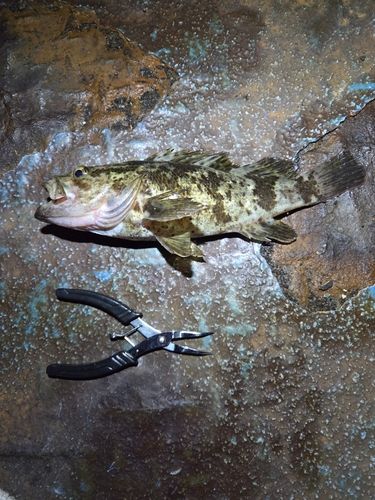 タケノコメバルの釣果