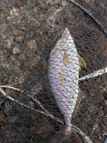 カンパチの釣果